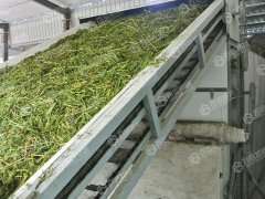 小麥秸稈烘干現場