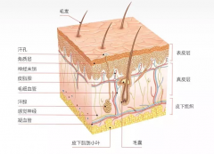 <b>從皮膚構造，談談皮膚管理的重要性，儀器配合更省心！</b>